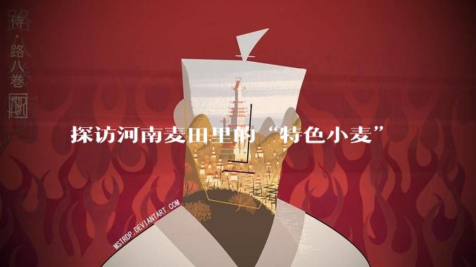探访河南麦田里的“特色小麦”